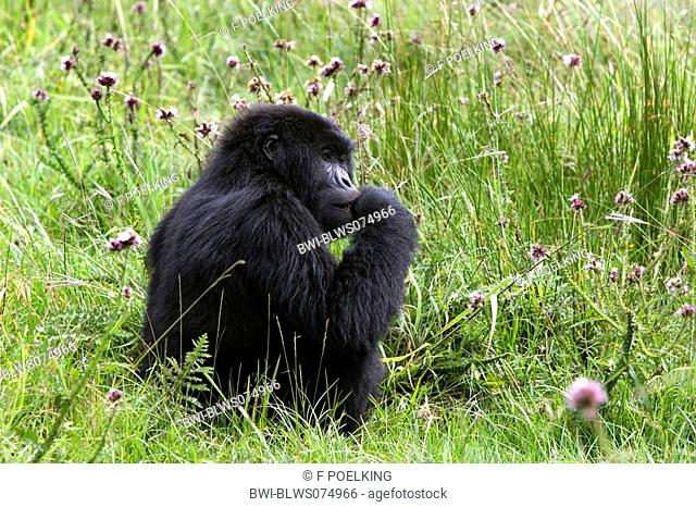 mountain gorilla Gorilla gorilla beringei, female eating thistle, Rwanda, Virunga Volcanoes Mountains, Volcano National park