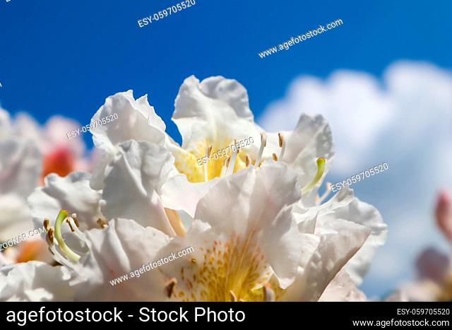 Beautiful petals of Rhododendron flower Cunningham's White on the background of blue sky with clouds