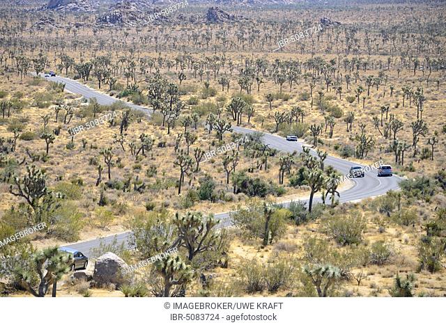 Winding road through landscape with Joshua palm lilies, Joshua Tree National Park, California, USA, North America