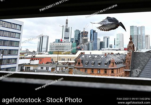 PRODUCTION - 10 March 2023, Hesse, Frankfurt/Main: A pigeon flies at the pigeon house of the city pigeon project on the courthouse parking garage in Frankfurt's...