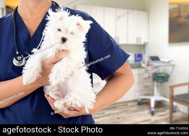 Female doctor or nurse veterinarian with small puppy in office