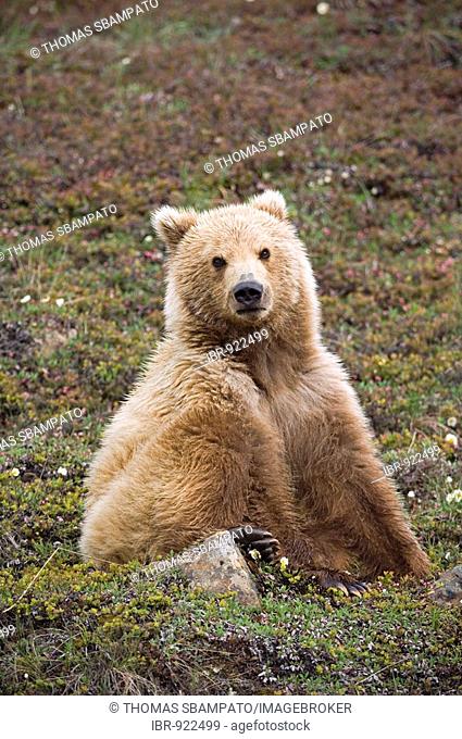 Brown Bear (Ursus arctos), Denali National Park, Alaska, USA, North America