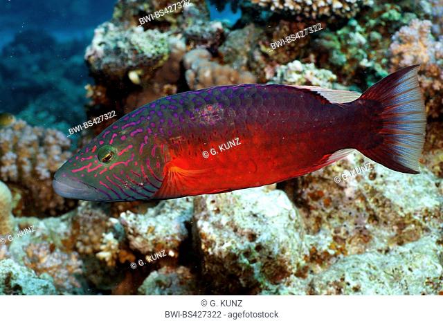 Cheek-lined wrasse (Oxycheilinus digrammus), at coral reef, Egypt, Red Sea, Hurghada