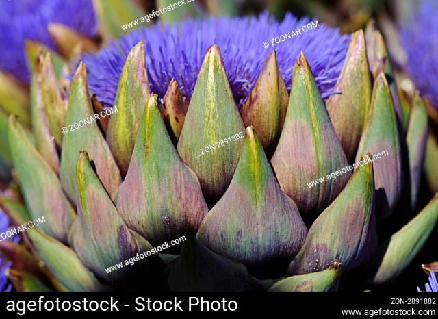 Artischocke (Cynara cardunculus) Bluete | Artichoke (Cynara cardunculus) blooming