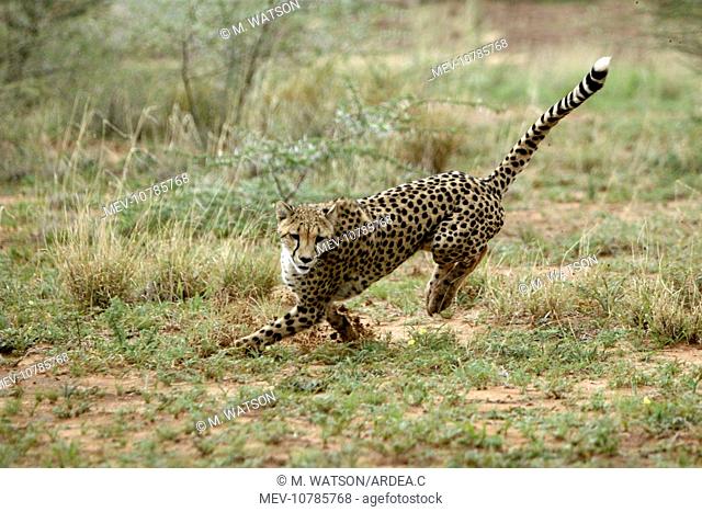 Cheetah - running (Acinonyx jubatus)