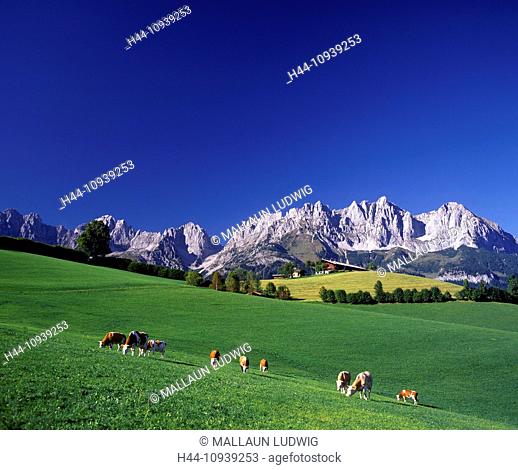 Austria, Europe, Tyrol, Going, Wilder Kaiser, Kaiser, Ellmauer Halt, Ackerlspitze, Ellmauer gate, meadow, pasture, willow, farm, cows, Simmental, bovine animals