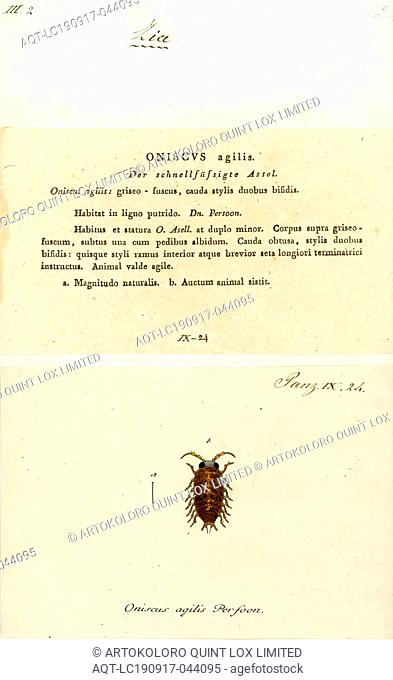 Oniscus agilis, Print, Ligidium hypnorum is a species of woodlouse found across Europe and western Asia. It is a fast-moving