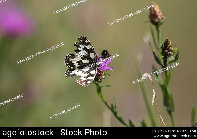 17 July 2023, Baden-Württemberg, Münsingen: A checkerboard butterfly and a bumblebee sitting on a knapweed in the Swabian Alb Photo: Thomas Warnack/dpa
