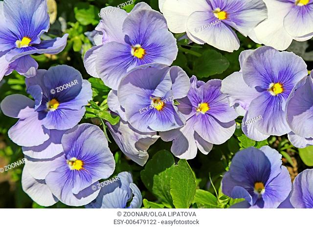 Blue pansies (viola)