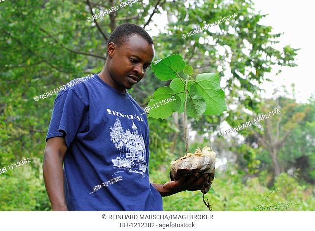 Man planting a tree, reforestation of the rainforest on the Irente farm, in the Usambara Mountains, Tanzania, Africa