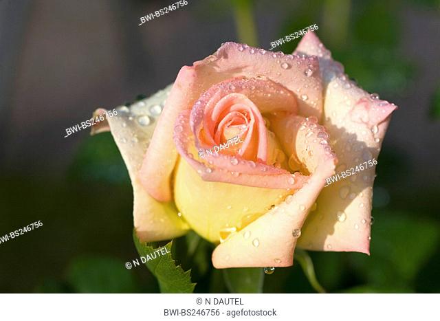 ornamental rose Rosa 'The Lady', Rosa The Lady, cultivar The Lady