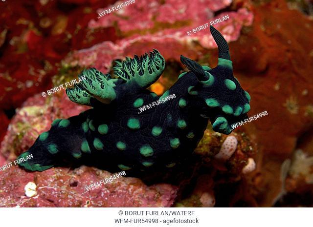 Green Nudibranch, Nembrotha kubaryana, Lembeh Strait, North Sulawesi, Indonesia