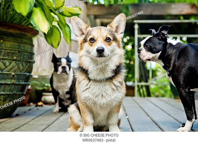 Three dogs standing on outdoor porch