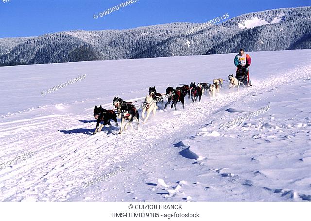 France, Isere (38), a musher with his sled dogs at Autrans in Vercors natural regional park