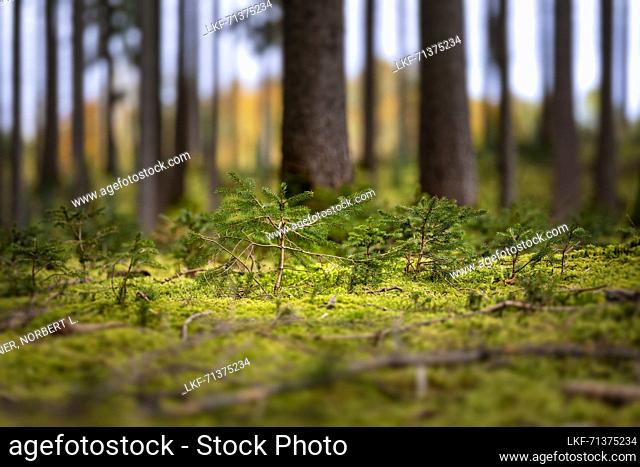 Spruce saplings in autumn forest, Bavaria, Germany