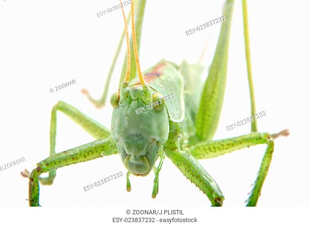 Close-coming green grasshopper on a white background