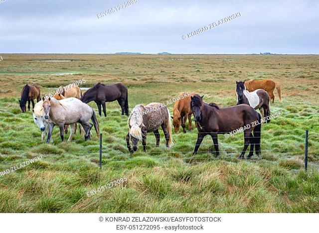Icelandic horses near Eyrarbakki fishing village on the south coast of Iceland