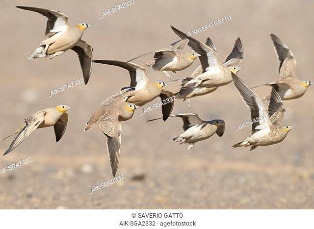 Crowned Sandrgouse (Pterocles coronatus), a flock in flight with Spotted Sandgrouse mixed in
