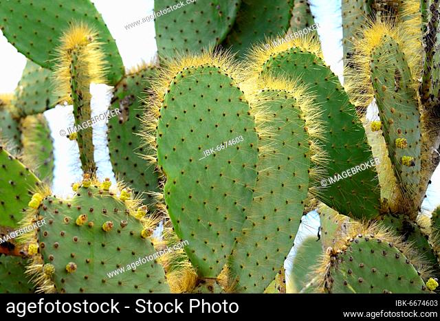 Galápagos Prickly Pear (Galápagos Prickly Pear), Puerto Egas, James Bay, Santiago Island, Galapagos, Ecuador, South America