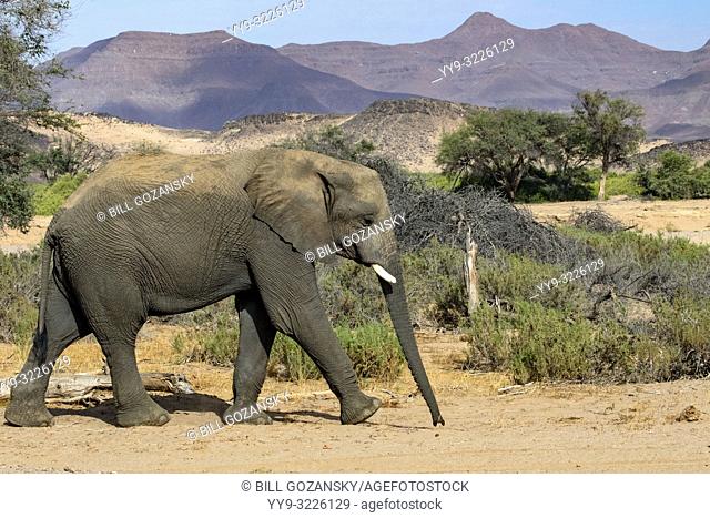 African Elephant (Desert-adapted) - Huab River, near Twyfelfontein, Damaraland, Namibia, Africa