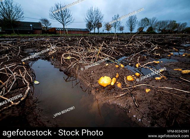 Standing water is seen on a potato field, after days of heavy rain in Stabroek, Antwerp, Sunday 19 November 2023. Potato farmers face problems to harvest the...