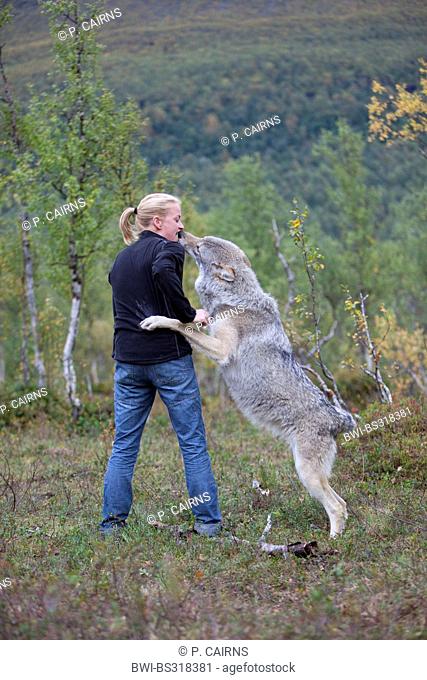 European gray wolf (Canis lupus lupus), taking something out of the handlers mouth in education centre , Norway