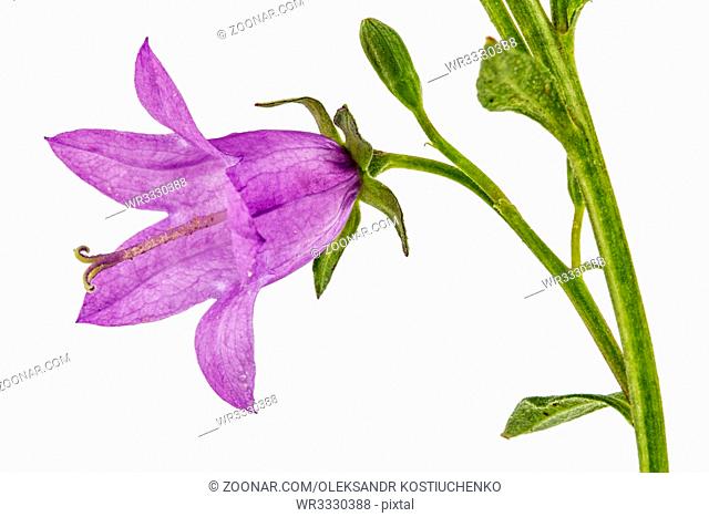 Violet flower of Campanula, isolated on white background