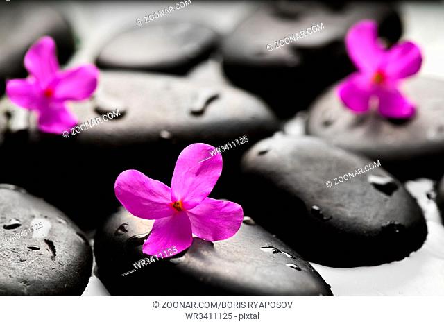 Grey wet pebbles with flowers background wallpaper