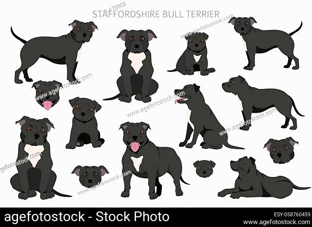 Staffordshire bull terrier in different poses. Staffy characters set. Vector illustration