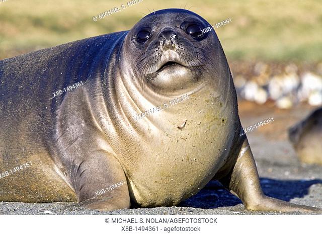 Southern elephant seal Mirounga leonina pup often called 'weaners' once their mothers stop nursing them on South Georgia Island in the Southern Ocean  MORE INFO...