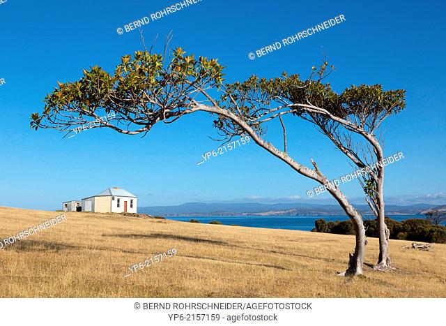 coastal landscape with bended trees and house, Maria Island, Tasmania, Australia