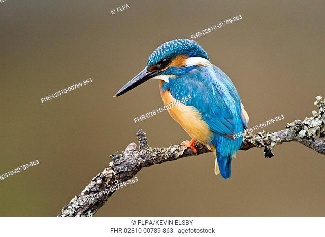 Common Kingfisher (Alcedo atthis) adult male, perched on twig over water, Droitwich, Worcestershire, England, May