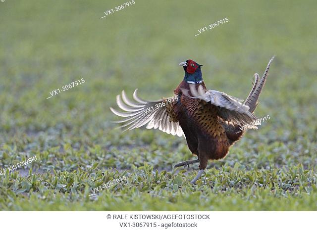 Male Ring-necked pheasant ( Phasianus colchicus ) maintains sovereignty over his acreage by crowing and fluttering upwards, wildlife, Europe
