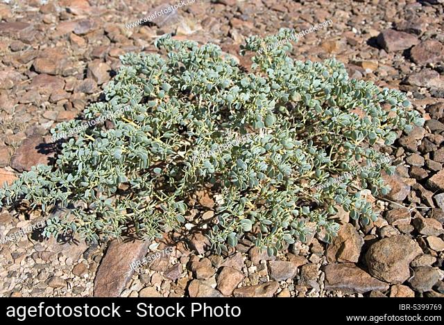 Dollar Plant, Namibia (Zygophyllum stapfii)