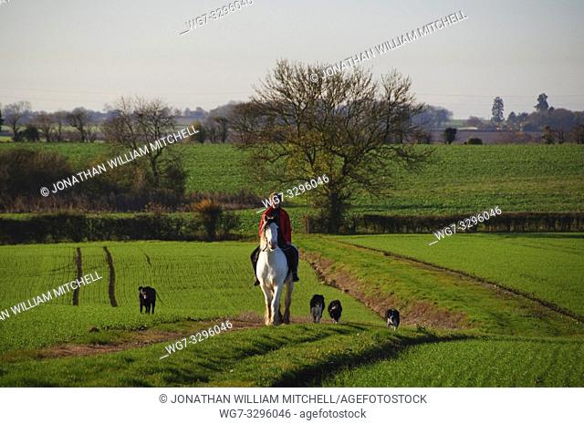 UK Near Stagsden -- 01 Dec 2013 -- A woman on a white horse with dogs enjoys a ride through the beautiful late autumn landscape near Stagsden Bedfordshire...