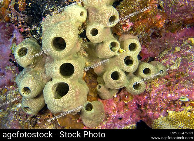Tube Sponge, Bunaken National Marine Park, Bunaken, North Sulawesi, Indonesia, Asia