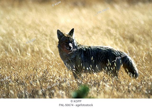 Coyote Canis latrans standing in field, Jasper National Park, Alberta, Canada
