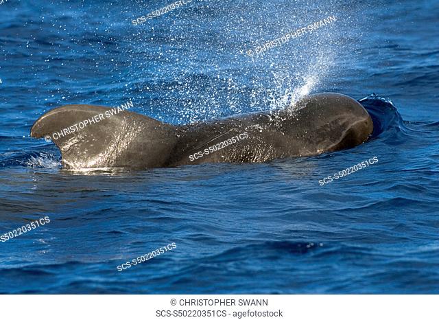 Short finned pilot whale globicephala macrorhynchus The typically deep fin and blunt head of a pilot whale Eastern Caribbean