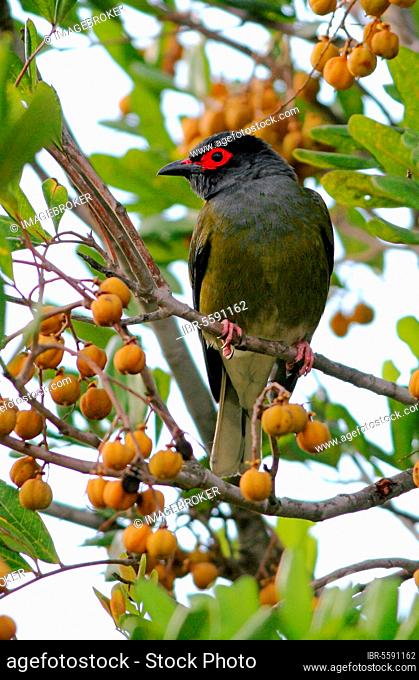 Green Figbird (Sphecotheres viridis vieilloti) red-faced form, adult male in fruiting tree, Southeast Queensland, Australia, Oceania