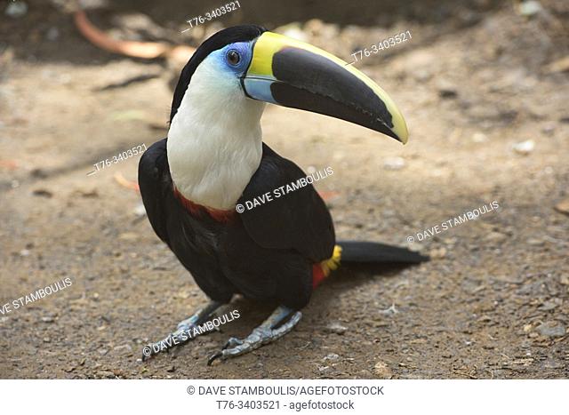 White-throated toucan (Ramphastos tucanus), Ecuador