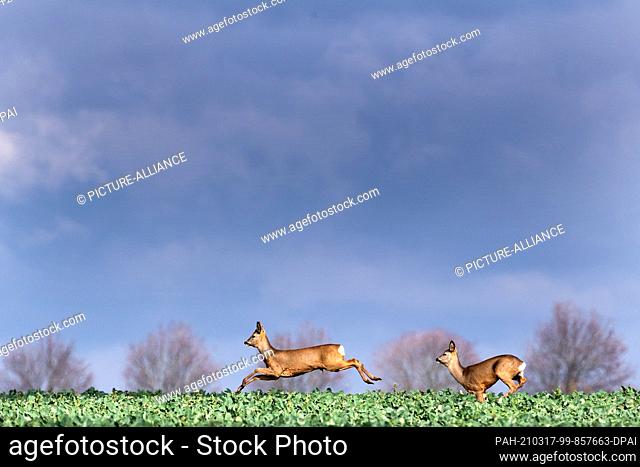 17 March 2021, North Rhine-Westphalia, Stommeln: Deer run across a field near Stommeln. In the coming days the weather in North Rhine-Westphalia will be...