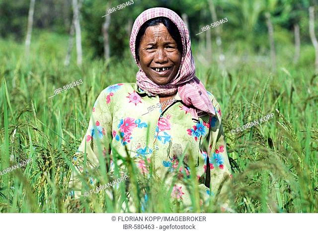 Old farmers woman in a rice field laughing, Koh Kong Province, Cambodia