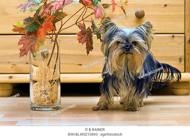 Yorkshire Terrier Canis lupus f. familiaris, male Yorkshire Terrier standing in the living room next to floor vase