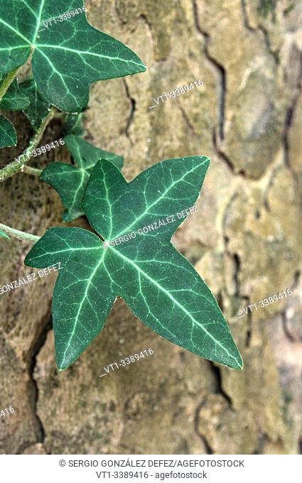 vine plant in tree trunk for backgrounds and textures