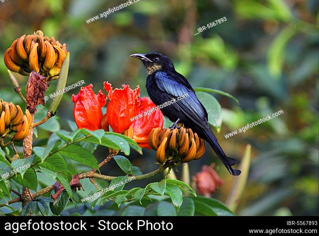 Hair-crested Drongo (Dicrurus hottentottus hottentottus) adult, with throat dusted with pollen, perched in flowering tree, Kaeng Krachan N. P