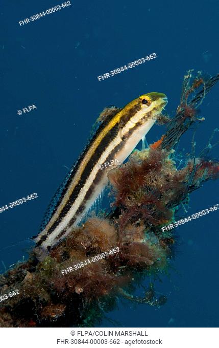 Lined Fangblenny Meiacanthus lineatus adult, resting on coral encrusted rope, Lembeh Straits, Sulawesi, Sunda Islands, Indonesia