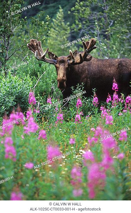 Bull Moose in Velvet Stands in Fireweed SC AK Summer