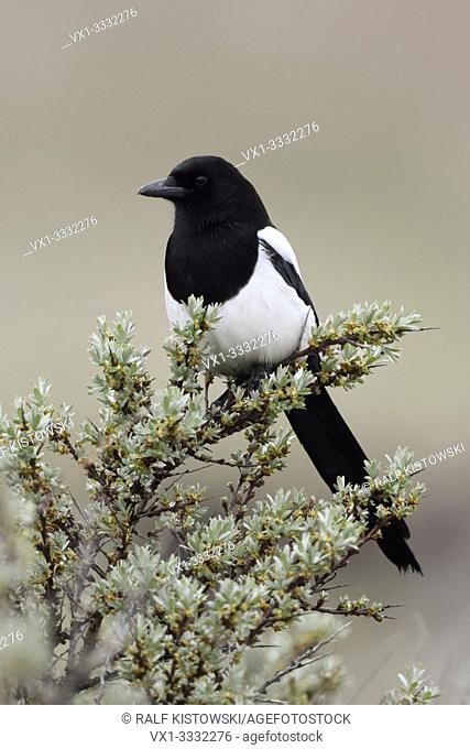 Eurasian Magpie / Elster ( Pica pica ) perched on a bush of seabuckthorn, watching, typical behavior of this shy and attentive bird, wildlife, Europe