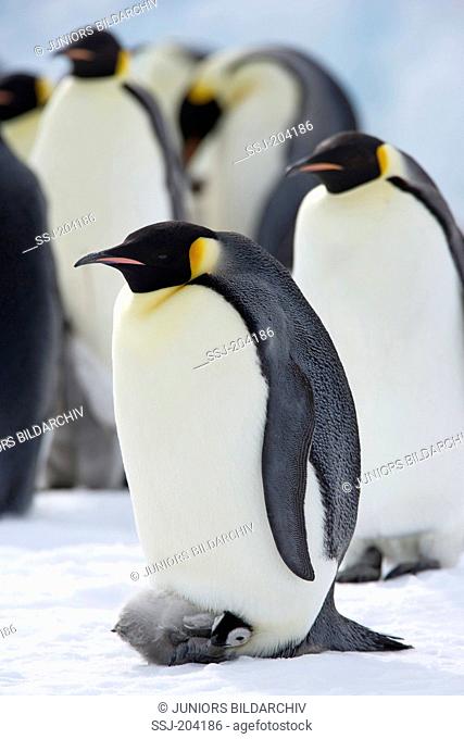 Emperor Penguin (Aptenodytes forsteri). Chick on the feet of a parent bird. Snow Hill Island, Antarctica