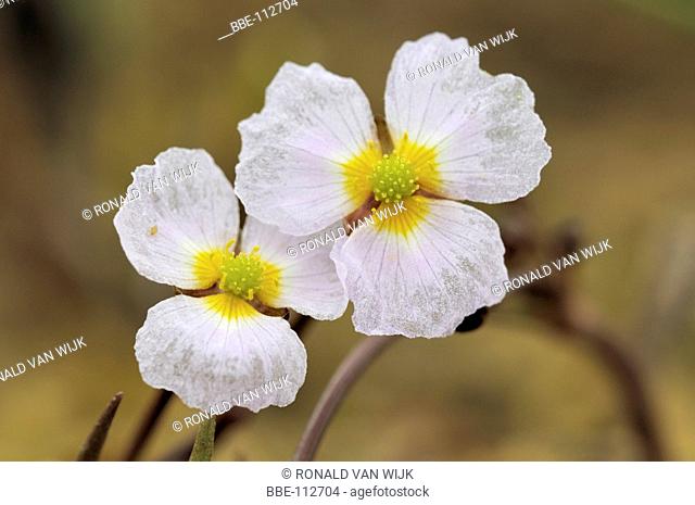 Two white flowers of Echinodorus ranunculoides next to eachother